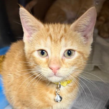 Daisy - Domestic Short Hair