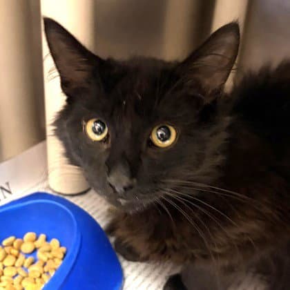 Mufasa - Domestic Medium Hair