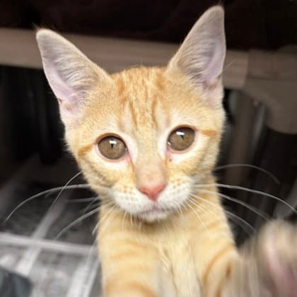 Artemis - Domestic Short Hair