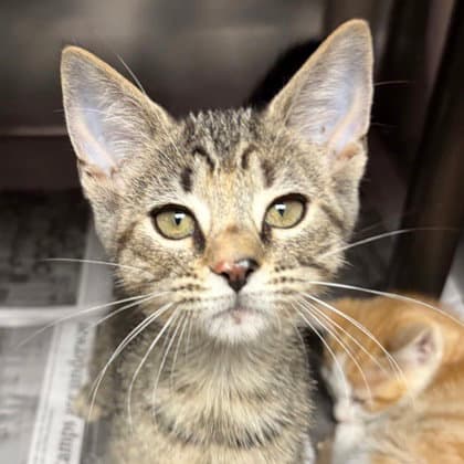 Athena - Domestic Short Hair