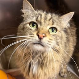 Brooklyn image 3
