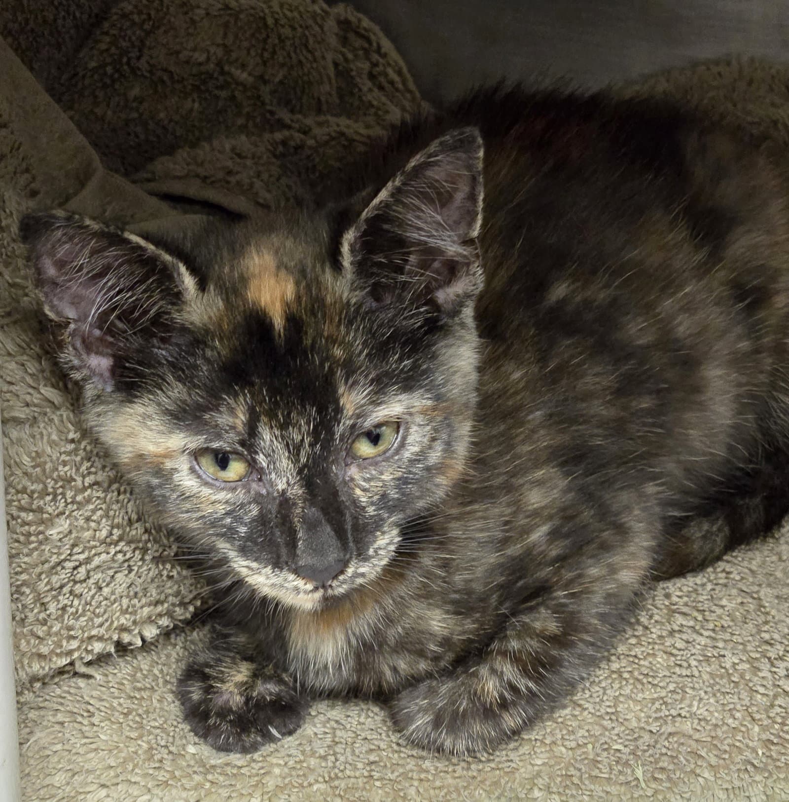 Joy - Tortoiseshell