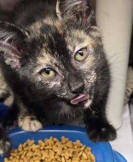Phoebe - Tortoiseshell