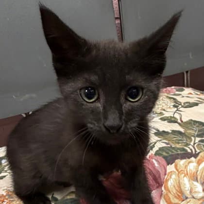 Baby Girl - Domestic Short Hair