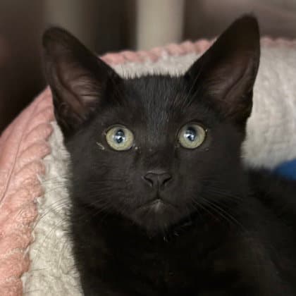 Big Boy - Domestic Short Hair
