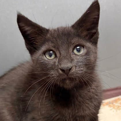Ed - Domestic Short Hair