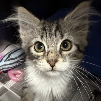Fiona - Domestic Medium Hair