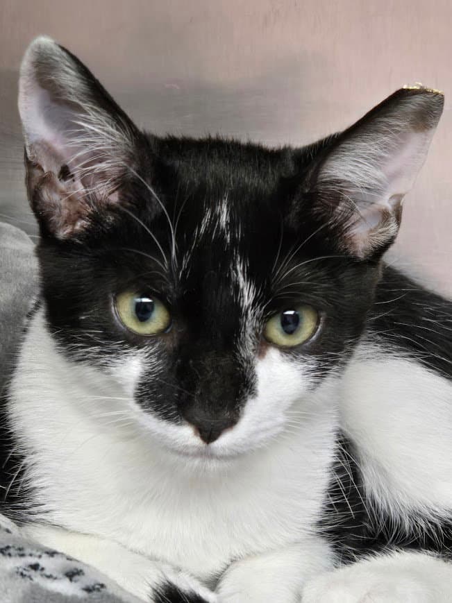 Frank - Domestic Short Hair
