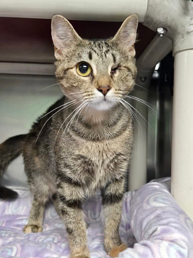 Mama Maggie - Domestic Short Hair