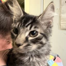Rufus image 2