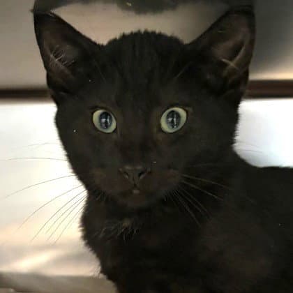 Herman - Domestic Short Hair