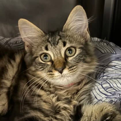 Piplup - Domestic Medium Hair