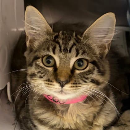 Pombom - Domestic Medium Hair