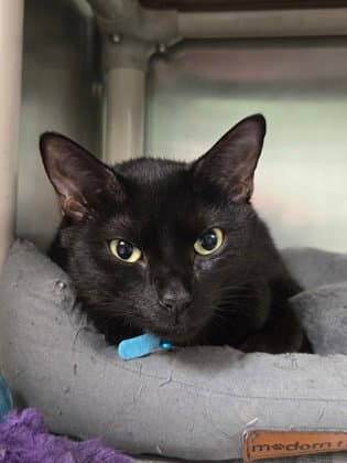 Trina - Domestic Short Hair