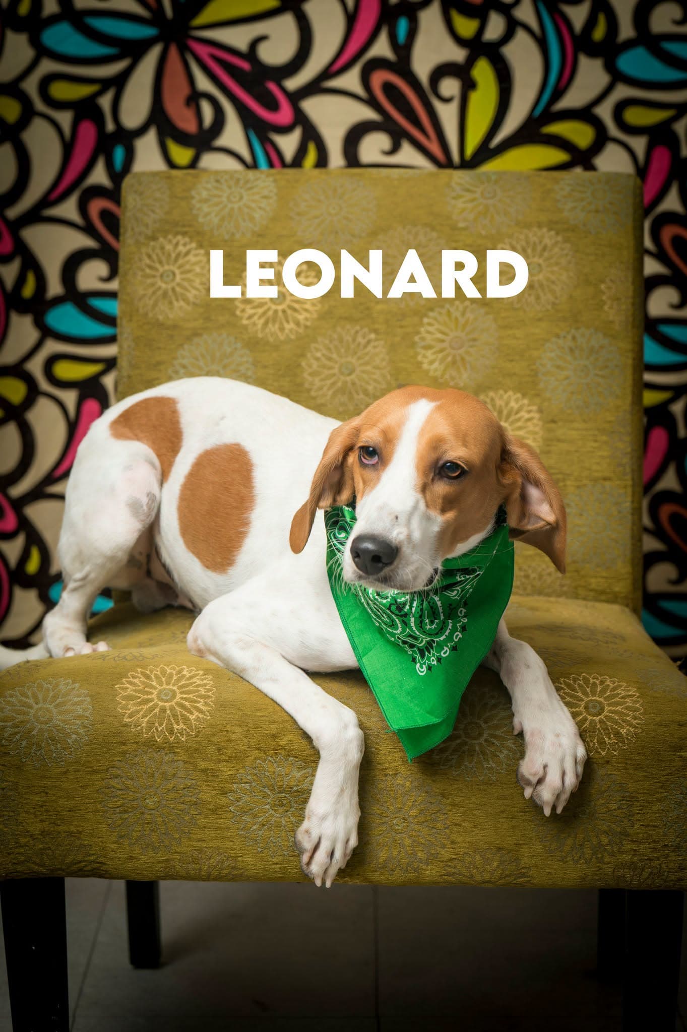 Leonard - Treeing Walker Coonhound