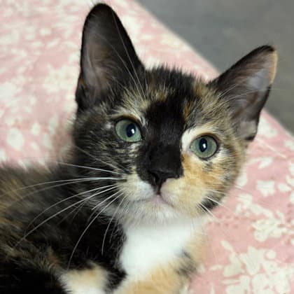 Eva - Calico