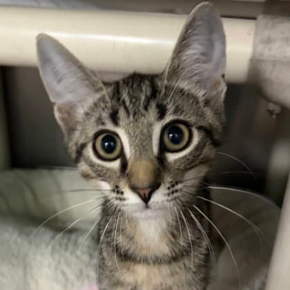 Eyore - Domestic Short Hair