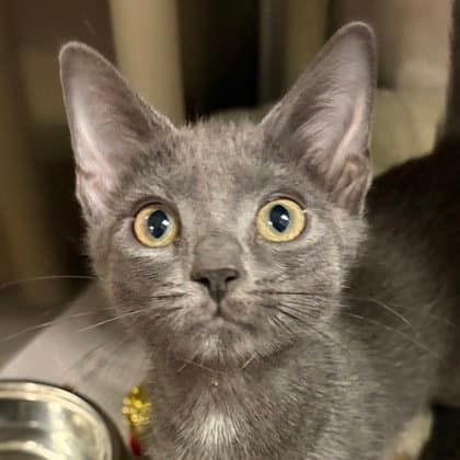 Kanga - Domestic Short Hair