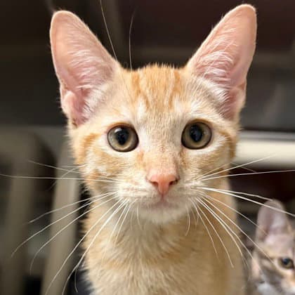 Piglet - Domestic Short Hair