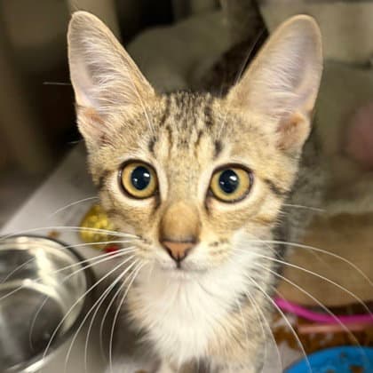 Pooh - Domestic Short Hair