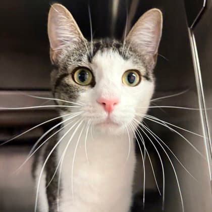 Savannah - Domestic Short Hair