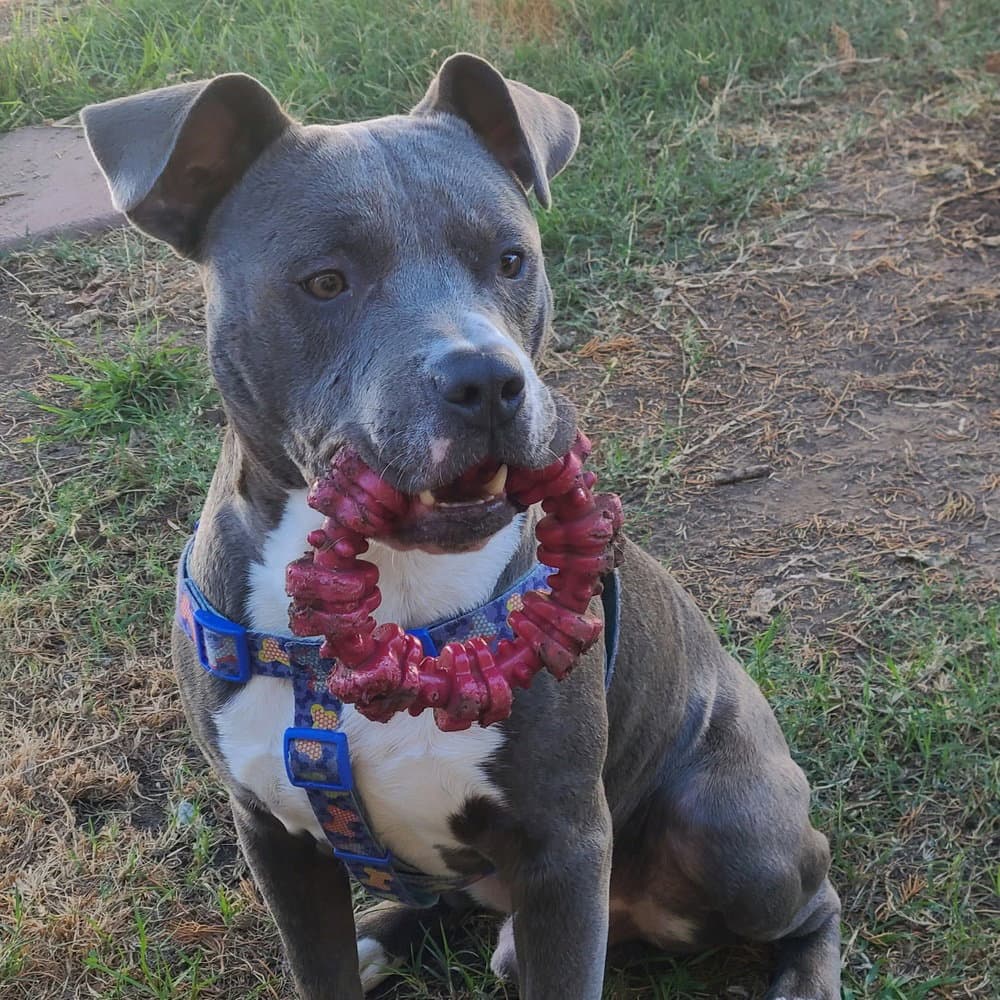 Luke - Pit Bull Terrier