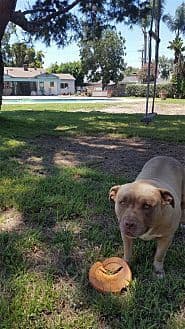Mason - Labrador