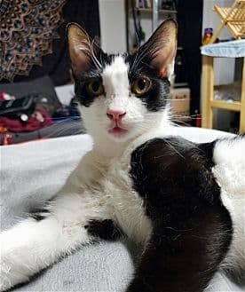 Princess - American Shorthair