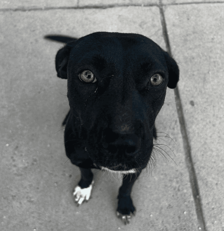 Shadow - Labrador Retriever