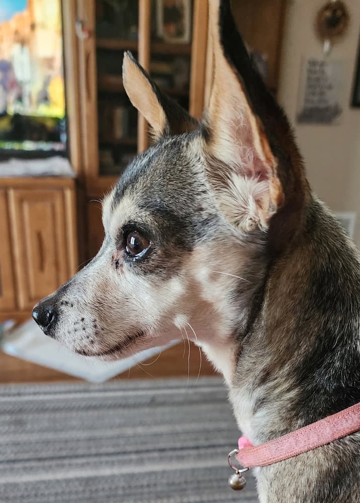 Sammy - Chihuahua