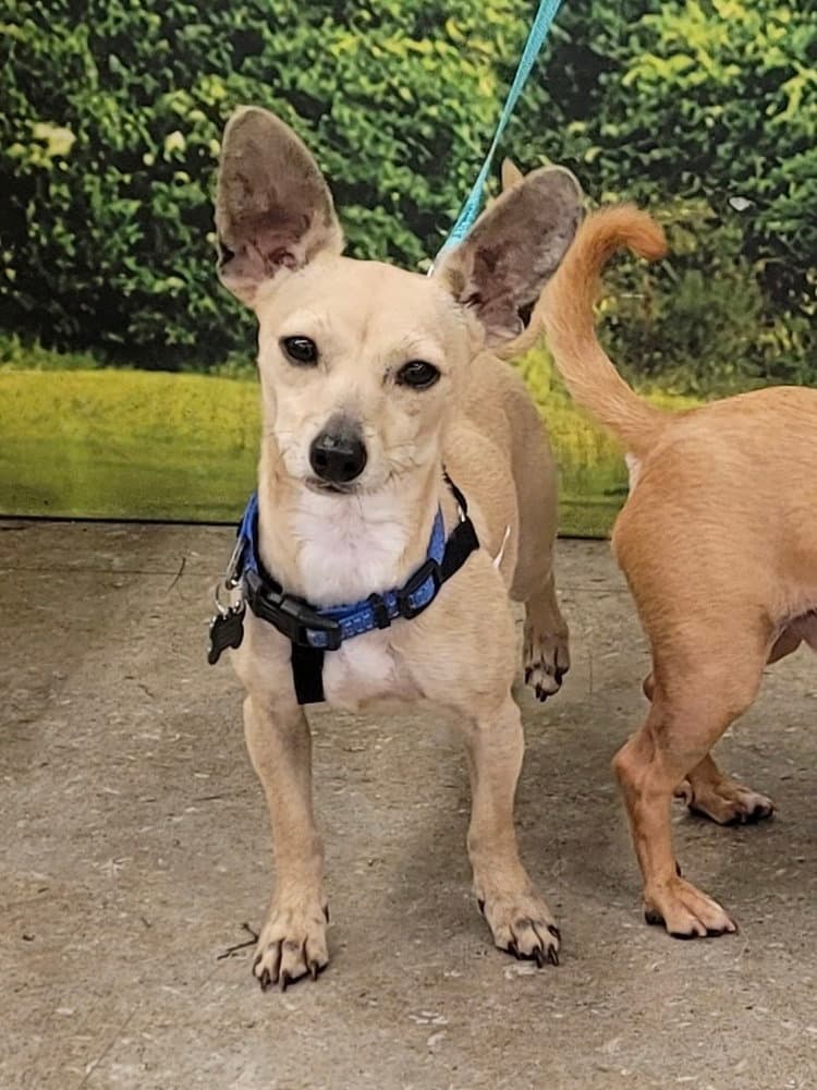 Poppy - Chihuahua