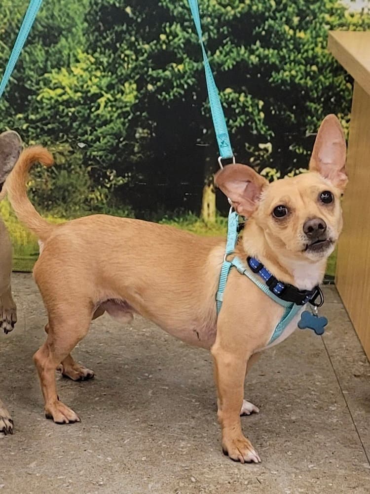 Jackson - Chihuahua