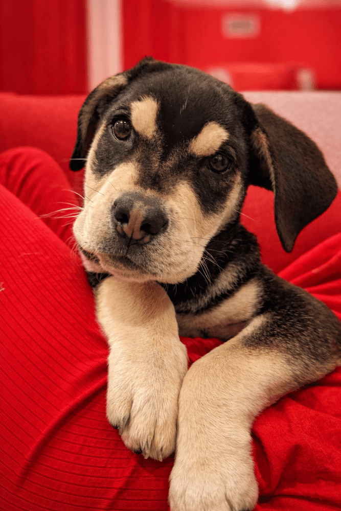 Sage - Hound