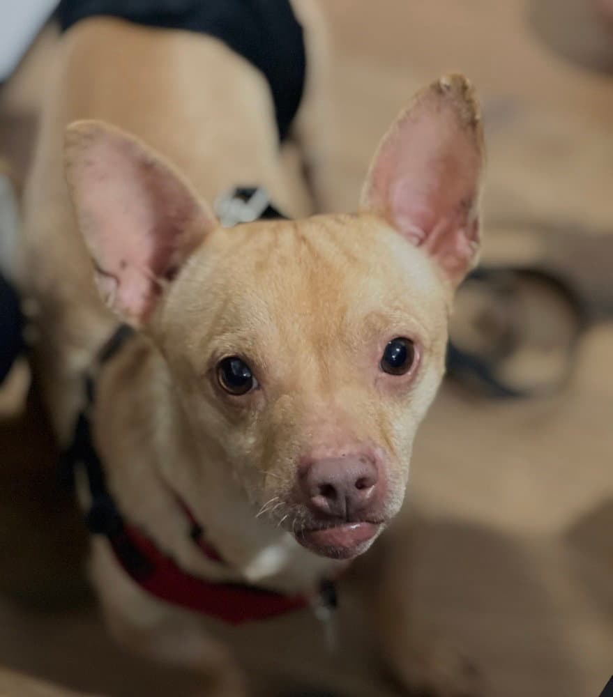 Chester Aka Cheddar - Chihuahua