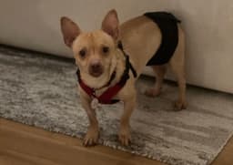 Chester Aka Cheddar image 4