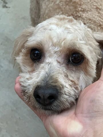 Butters - Poodle (Miniature)