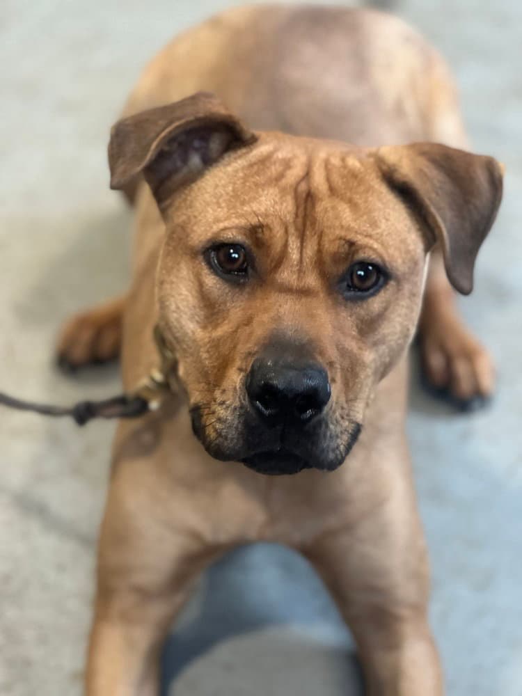 Theo - Pit Bull Terrier