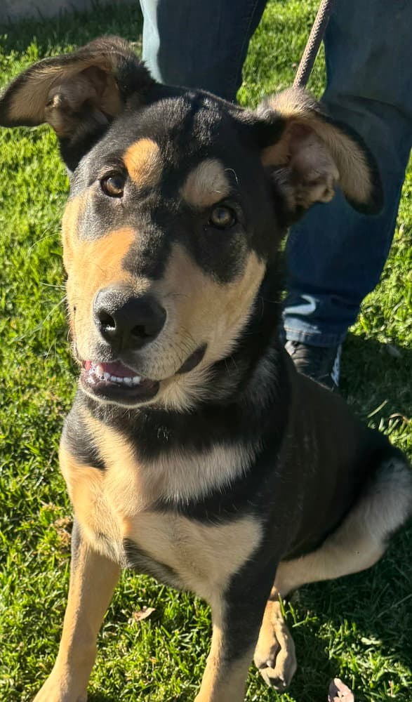 Charley - Rottweiler