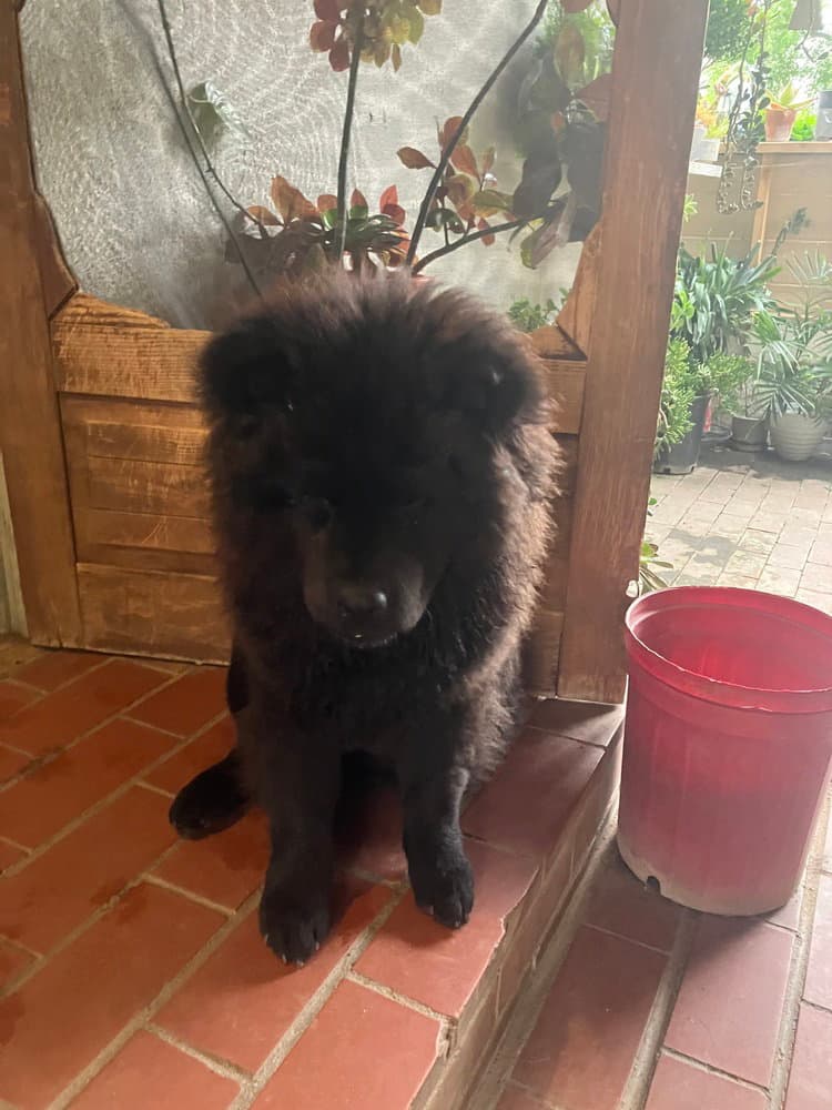 Dax - Chow Chow