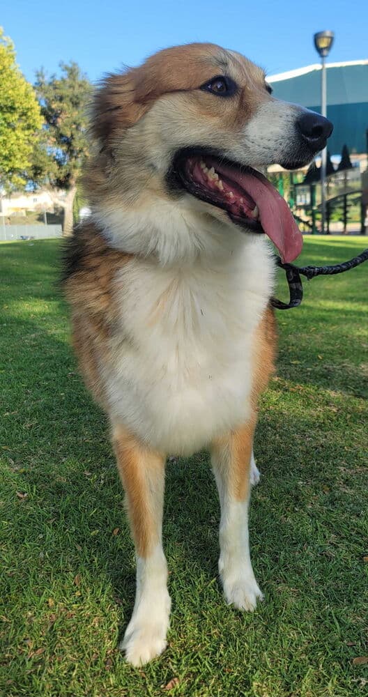 Bingo - Australian Shepherd