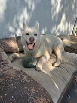 Stella image 3