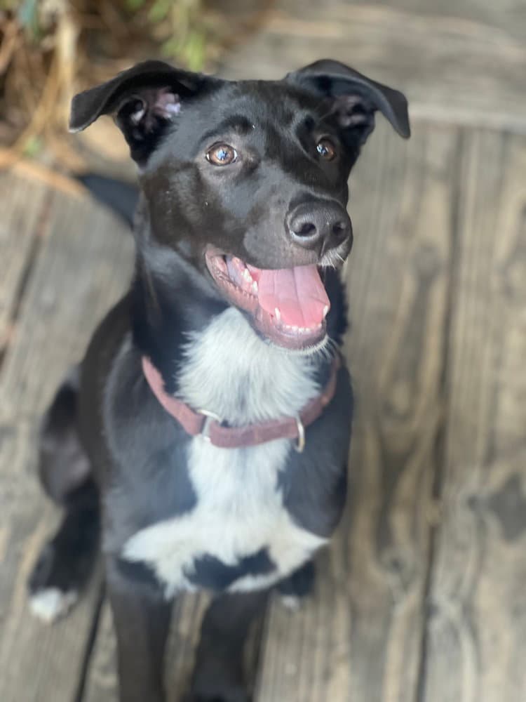 Artie - Border Collie