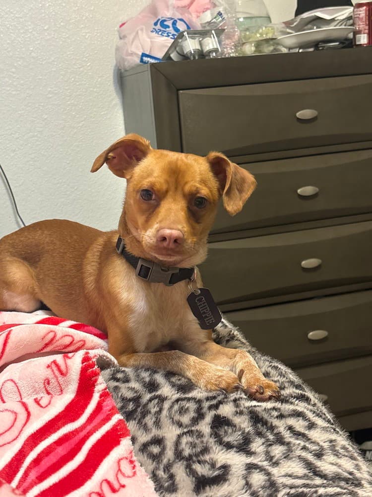 Chip - Chihuahua