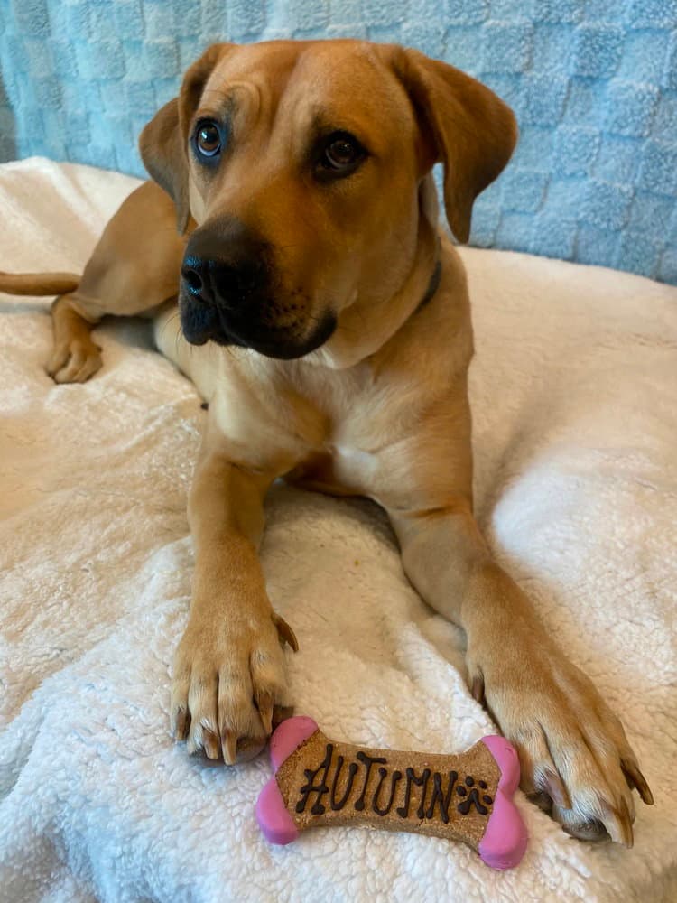 Autumn - Black Mouth Cur