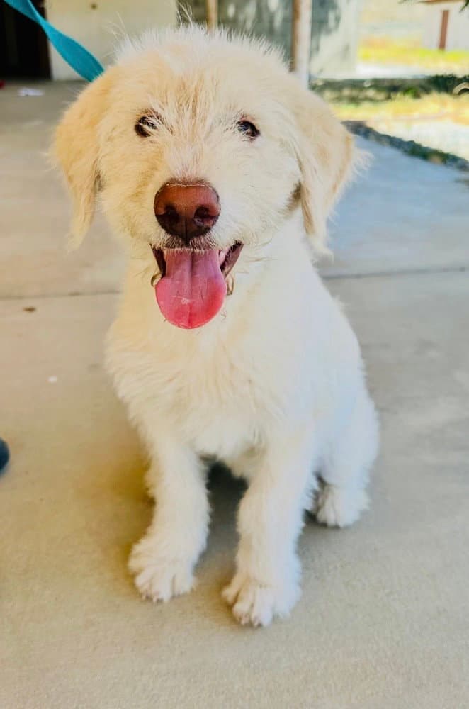 Murphy - Labrador Retriever