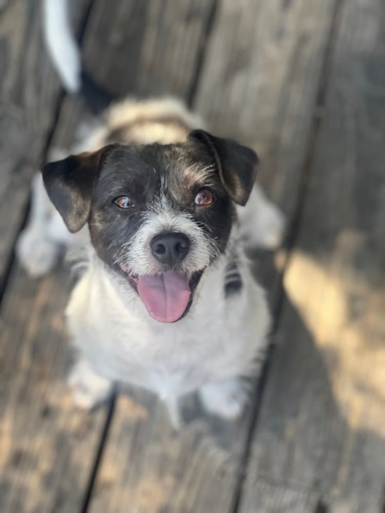 Marty - Jack Russell Terrier