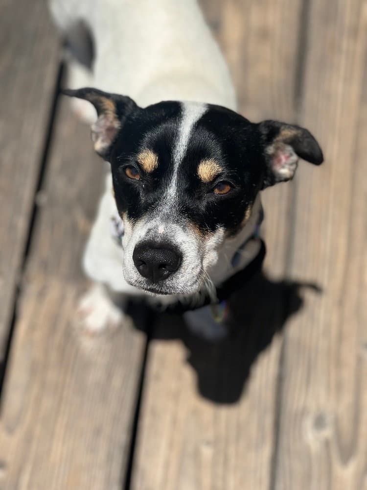 Marco - Jack Russell Terrier