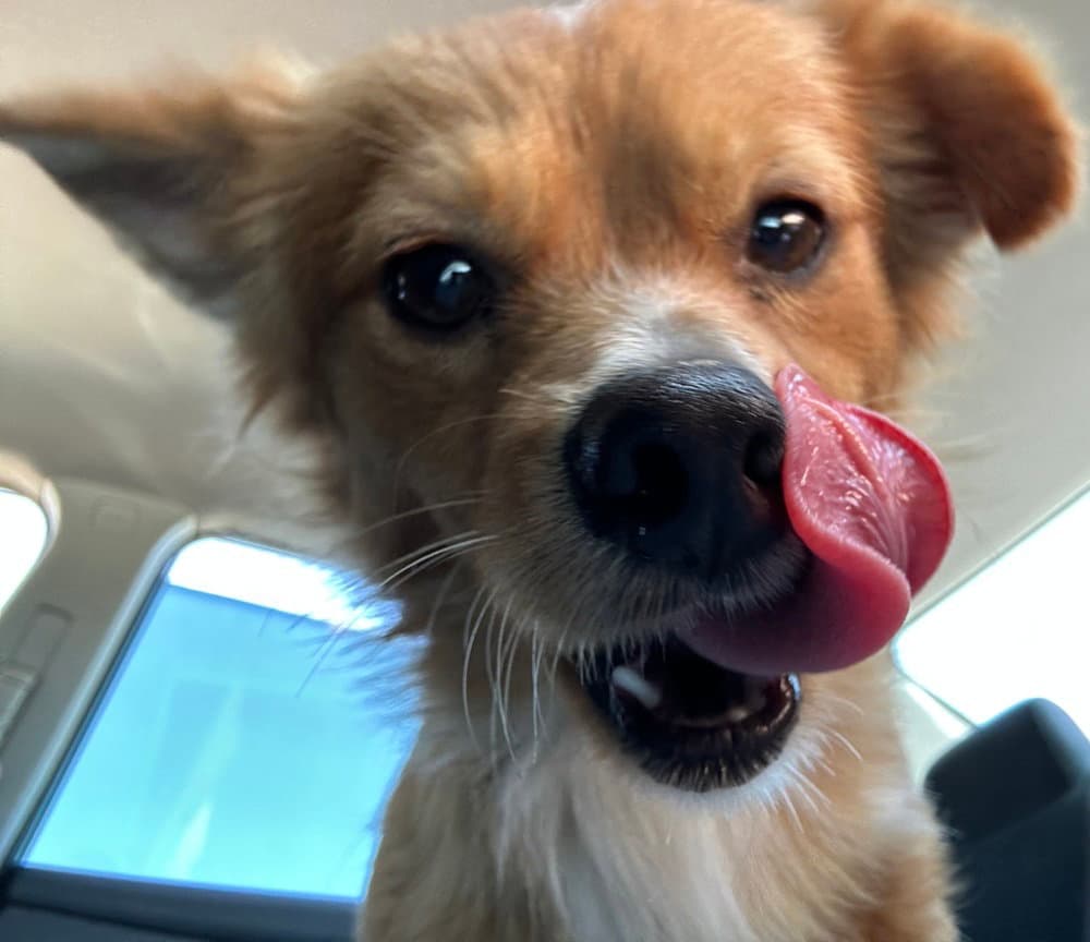Little Red - Pomeranian