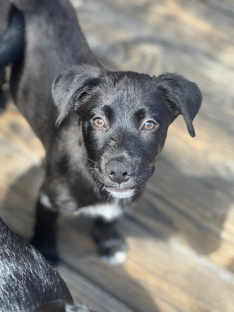 Moose - Labrador Retriever
