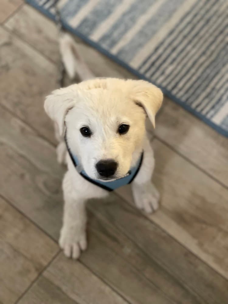 Cowboy - Great Pyrenees